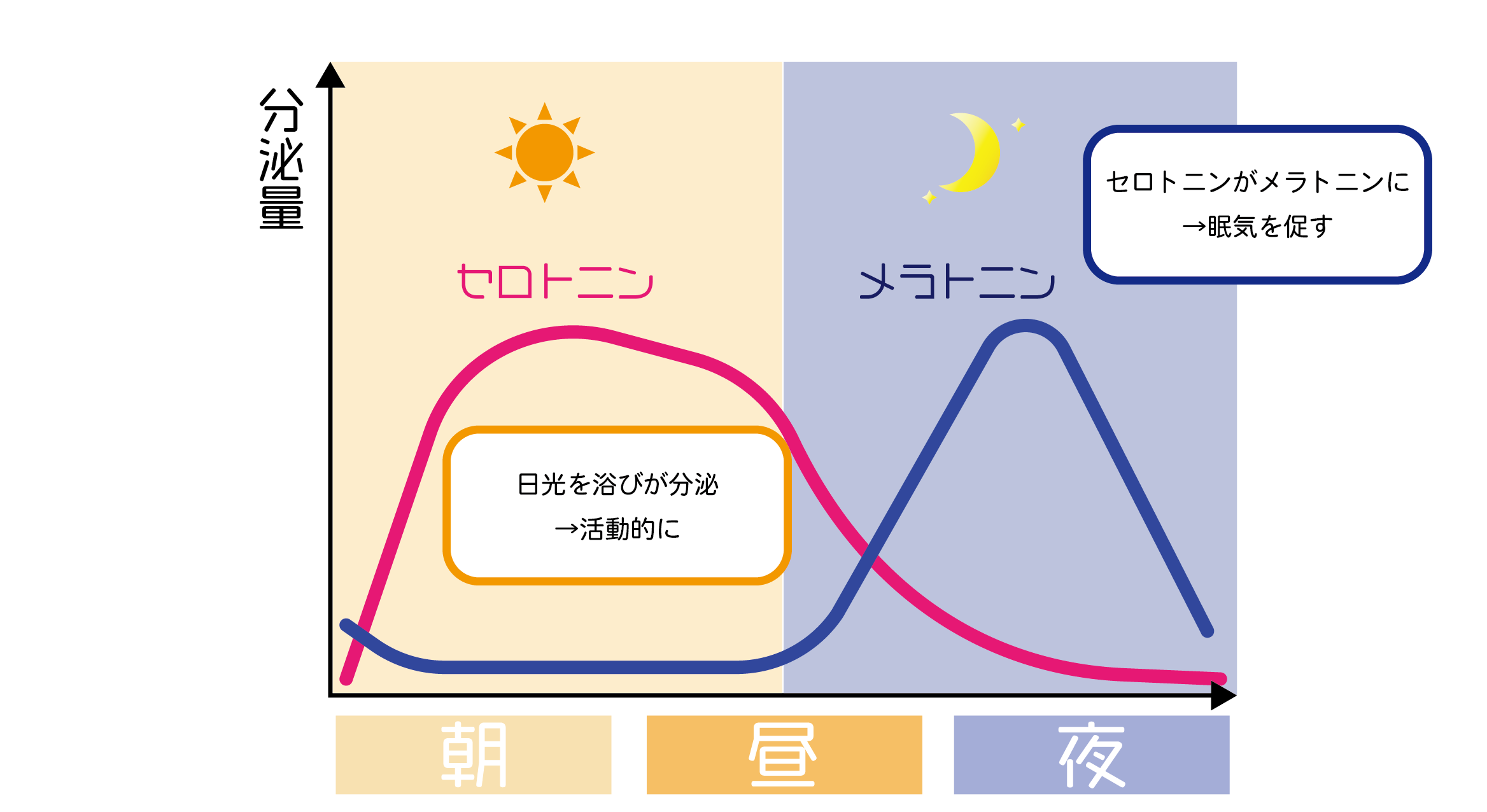 メラトニンとセロトニンの分泌量変動グラフ